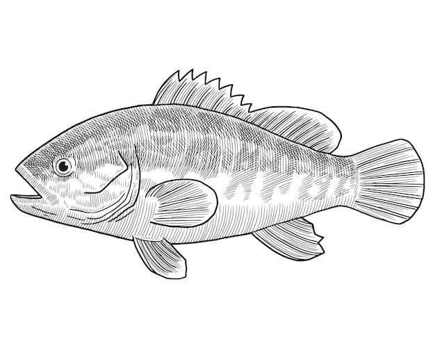 Hand drawn sketch of sawedged fish Engraving Vector Illustration