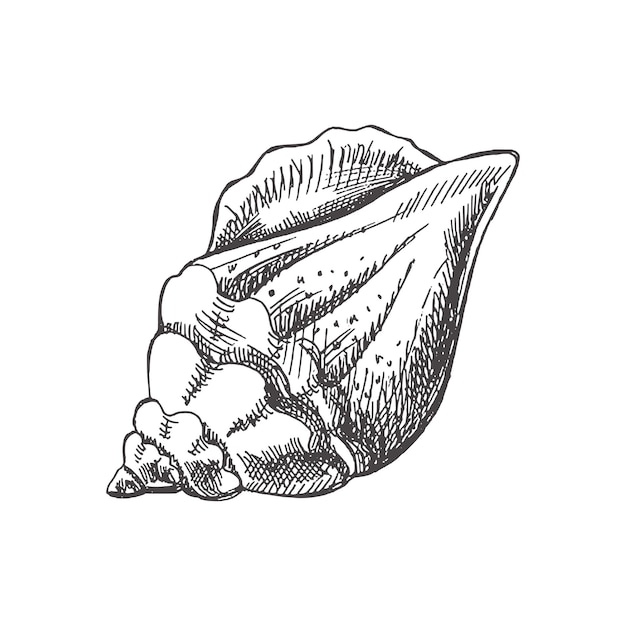 Hand drawn sketch of seashell isolated on white background