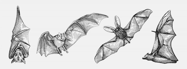 Hand-drawn sketch set of bats. Set consists of flying bat, bat hanging upside down, front view of the bat, bat from the back view