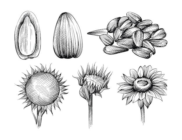 Hand drawn sketch set of sunflower and sunflower seeds on a white background. Peeld seed. Handfull of sunflower seeds.