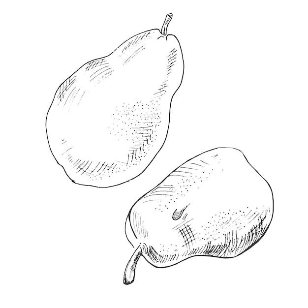 Hand drawn sketch, Set of two pears, Vector illustration