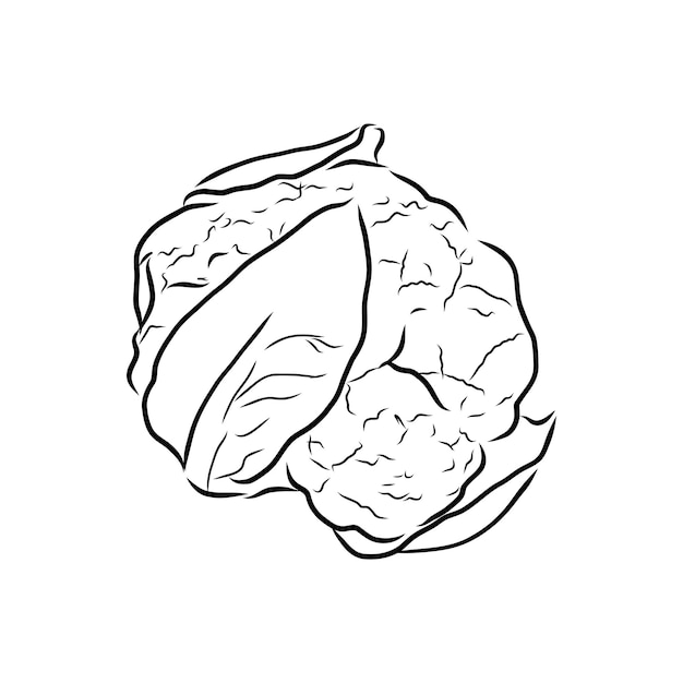 Hand drawn sketch style cauliflower composition Farm fresh food illustration