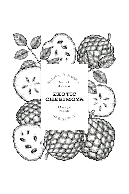 Hand drawn sketch style cherimoya banner. Organic fresh fruit vector illustration. Engraved style botanical design template.