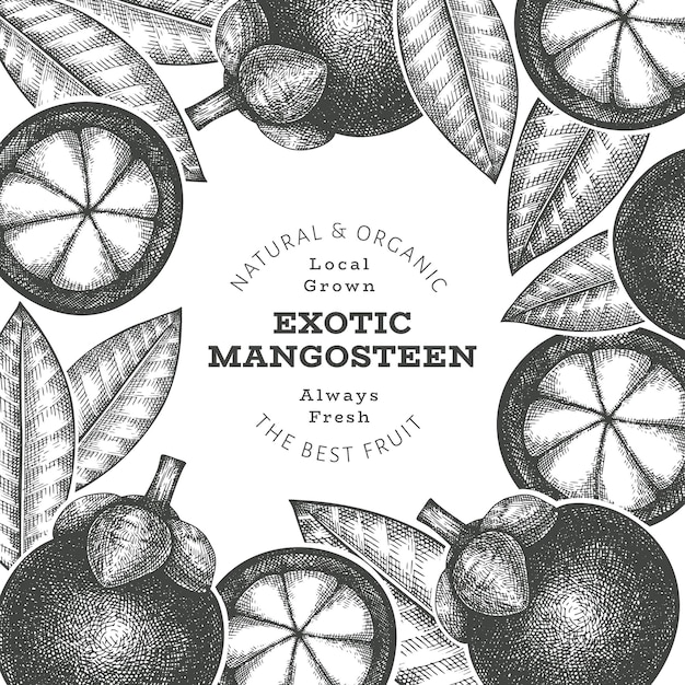 Hand drawn sketch style mangosteen design template. Organic fresh food vector illustration on white background. Retro fruit banner.