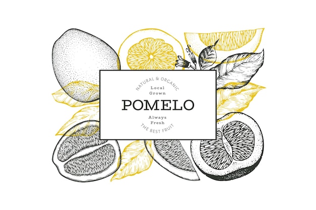 Hand drawn sketch style pomelo banner. Organic fresh fruit vector illustration. Retro fruit design template