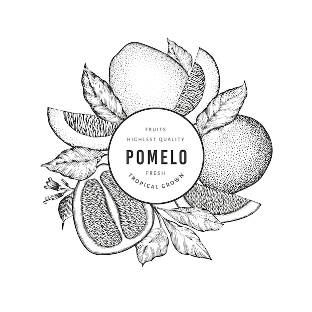 Hand drawn sketch style pomelo . Organic fresh fruit  illustration. Retro fruit  template