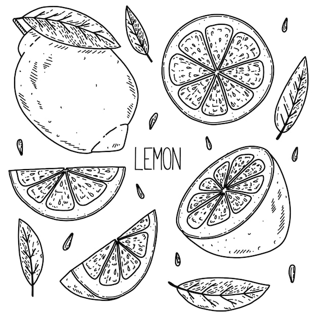 Hand drawn sketch style vector lemon set isolated on white background eco food illustration