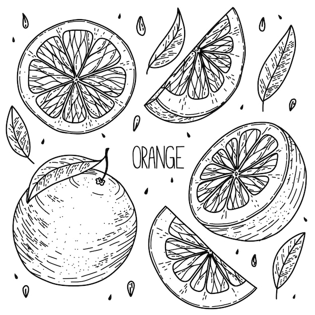 Hand drawn sketch style vector orange set isolated on white background eco food illustration