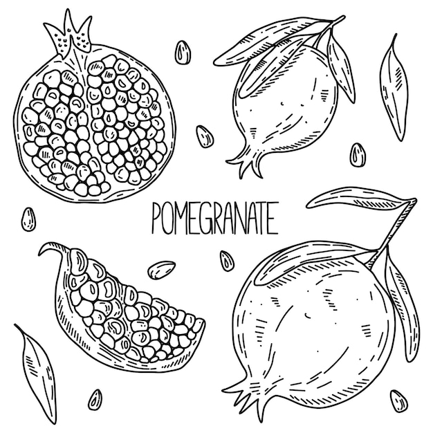 Hand drawn sketch style vector pomegranate set isolated on white background eco food illustration