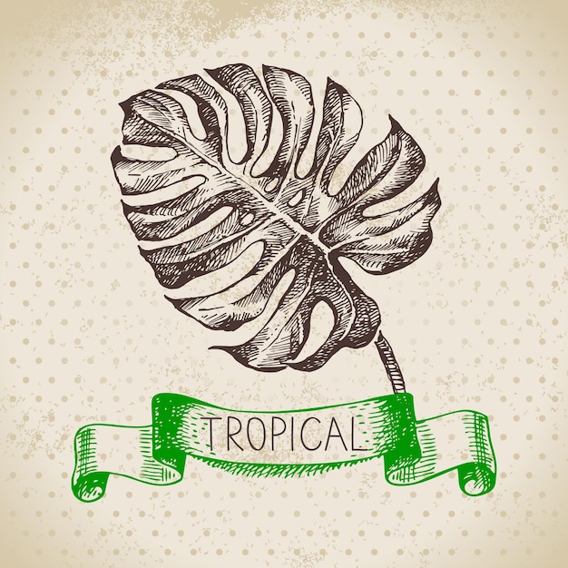 Hand drawn sketch tropical plants vintage background Vector illustration