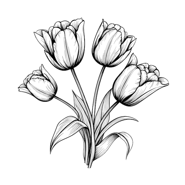 Vector hand drawn sketch tulip flower illustration