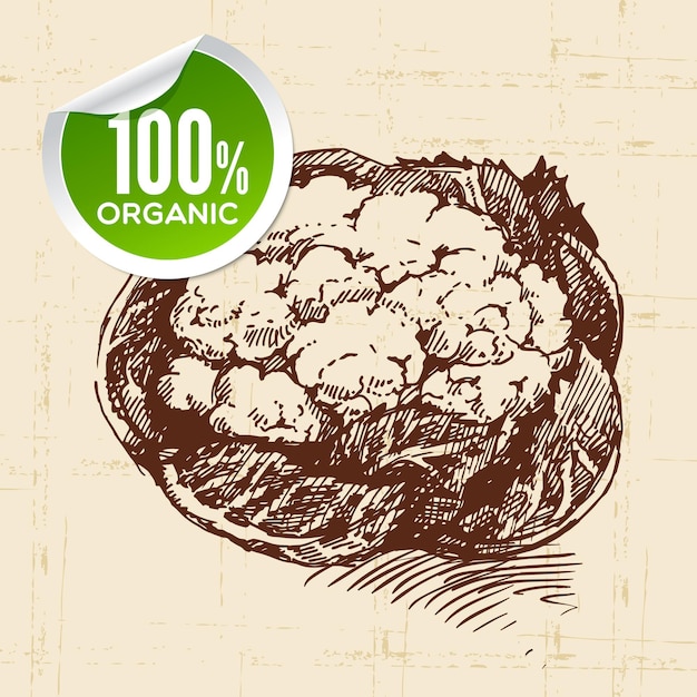 Hand drawn sketch vegetable cauliflower Eco food backgroundVector illustration