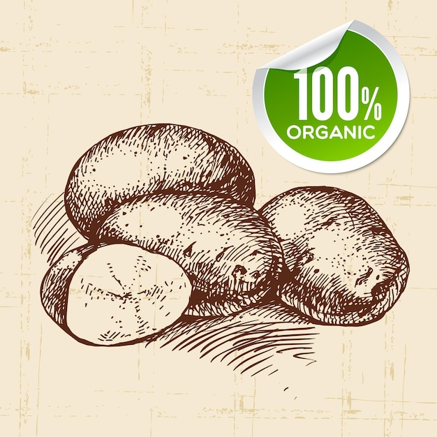 Hand drawn sketch vegetable potato Eco food backgroundVector illustration