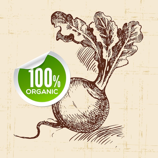 Hand drawn sketch vegetable turnip Eco food backgroundVector illustration