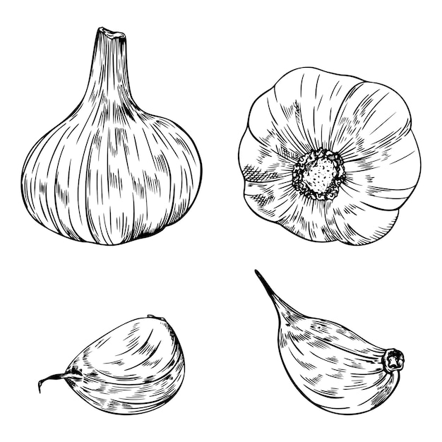 Hand Drawn Sketch Vintage Garlic Food Illustration