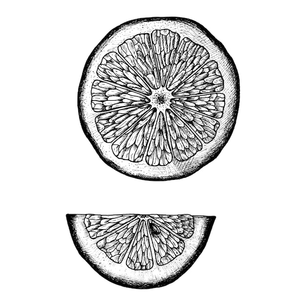 Hand drawn slice of lemon