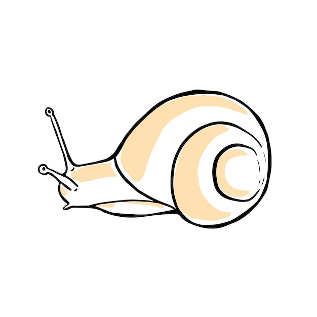 Hand drawn snail Doodle vector illustration