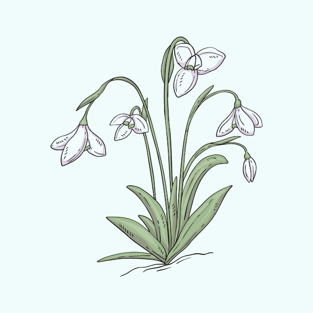 Hand drawn snowdrop illustration