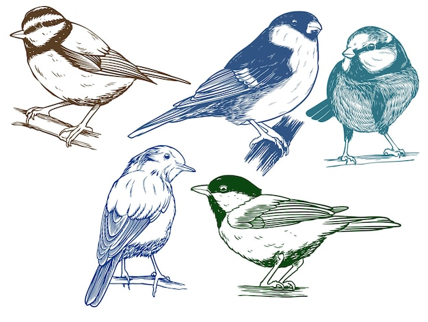 Vector hand drawn of songbird bird from different angle views in engraving colorful style illustration