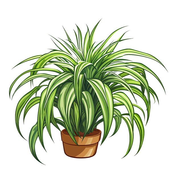 Vector hand drawn spider plant chlorophytum comosum cartoon vector illustration clipart white background