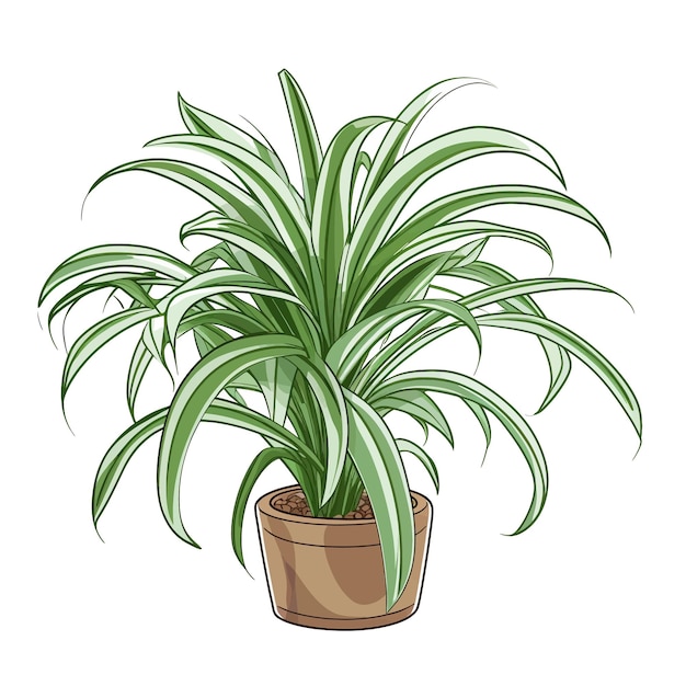 Hand drawn Spider Plant Chlorophytum comosum cartoon vector illustration clipart white background