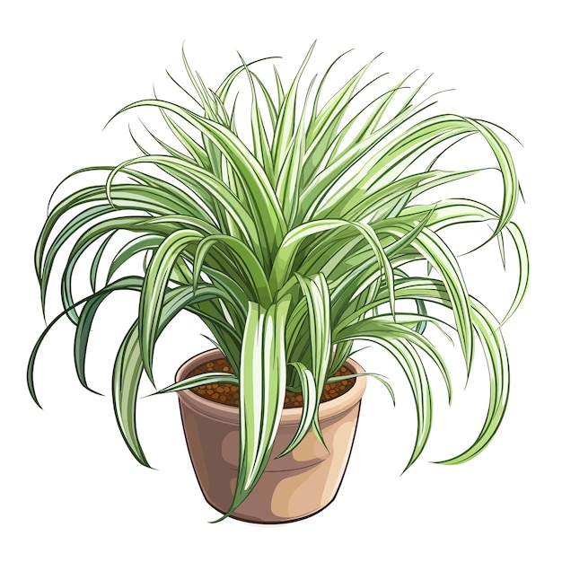 Hand drawn Spider Plant Chlorophytum comosum cartoon vector illustration clipart white background