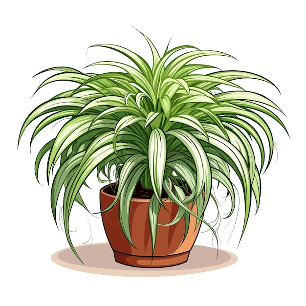 Hand drawn Spider Plant Chlorophytum comosum cartoon vector illustration clipart white background