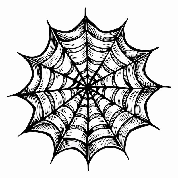 Hand Drawn Spider Web Illustration with Detailed Line Art on White Background