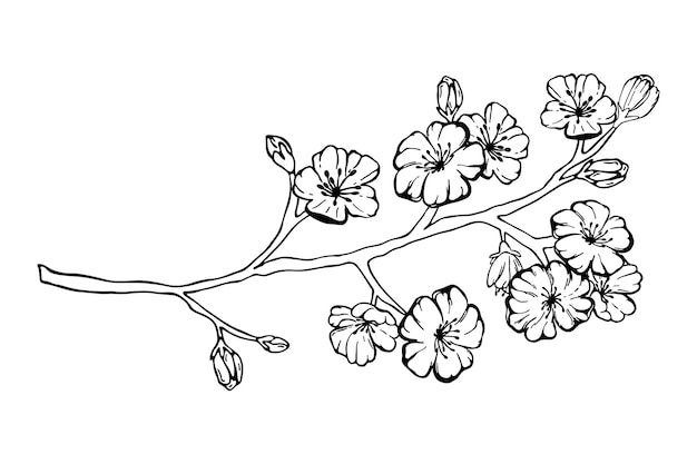 Hand drawn spring sakura, flowers, blooming tree branches, floral elements isolated on white background. Ink vector doodle sketch illustration for design cards, invitations, tattoo, coloring book