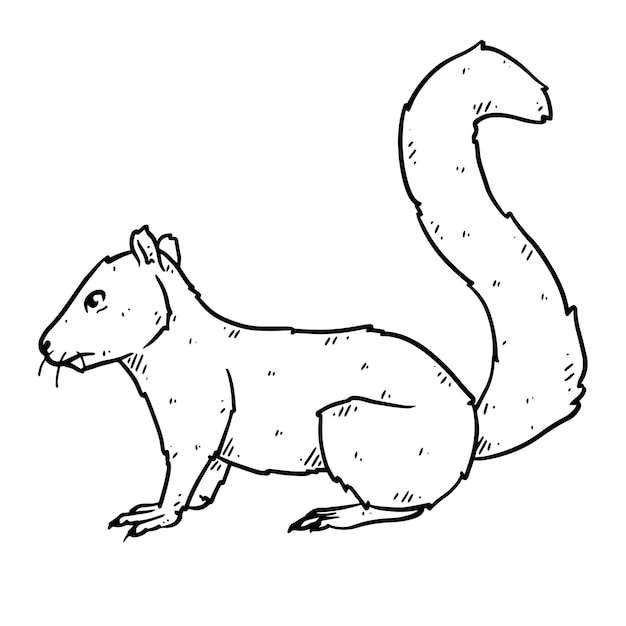 Hand drawn squirrel in doodle style sketch