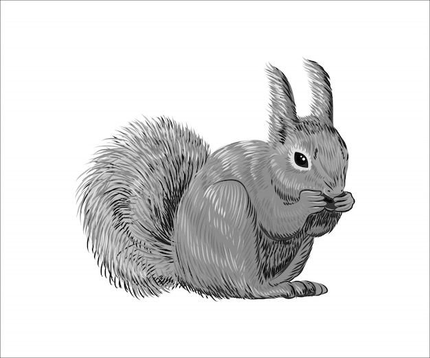 Hand drawn squirrel eating nut. Retro realistic animal isolated.