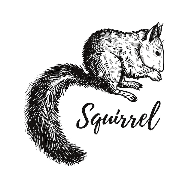 Hand drawn squirrel sketch animal isolated