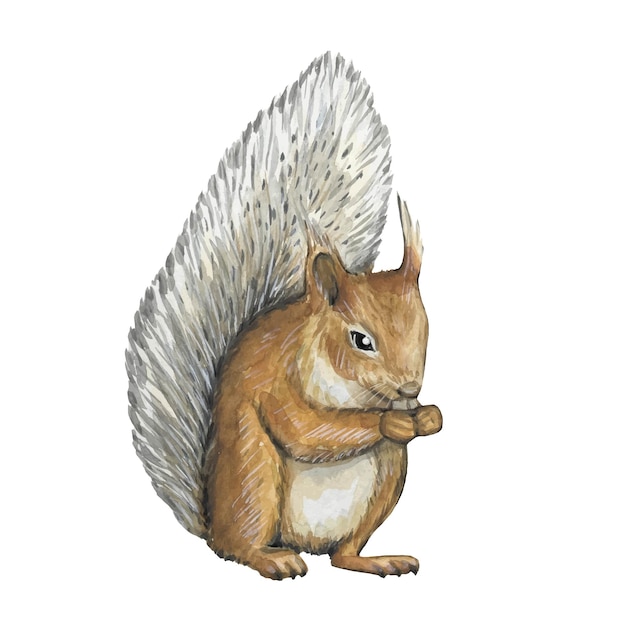 Hand drawn squirrel watercolor illustration