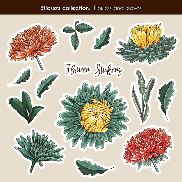 Hand drawn sticker collection of aster flowers and leaves. Detail botanic illustration in hand drawn style.