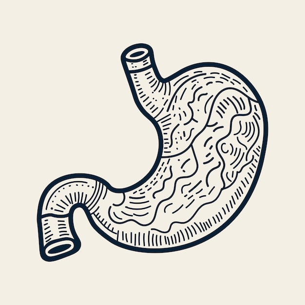 Vector hand drawn stomach drawing illustration design