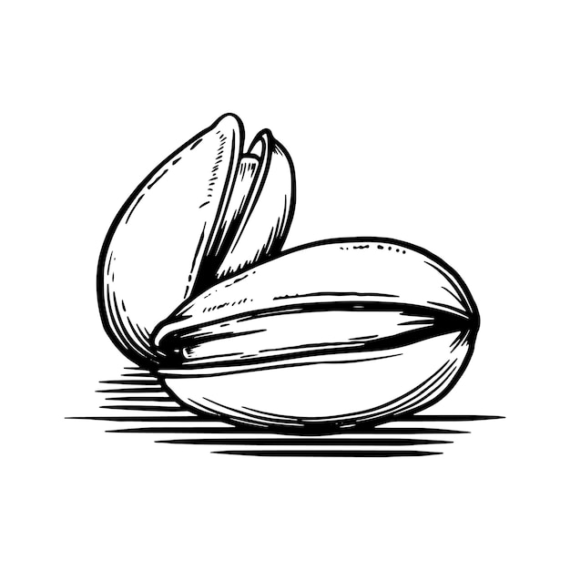 Hand drawn style pistachios Vintage sketch element for labels and packaging Detailed food drawing