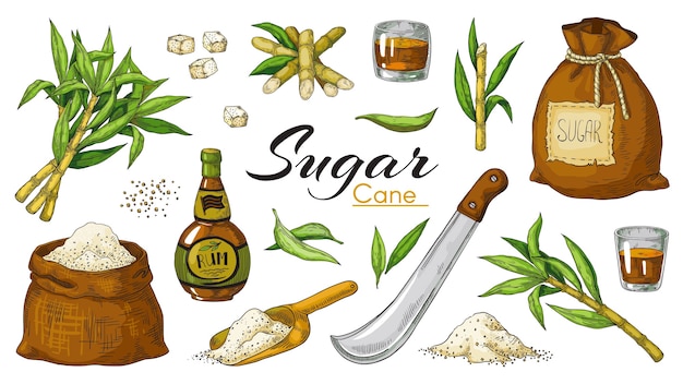 Hand drawn sugarcane and rum illustration