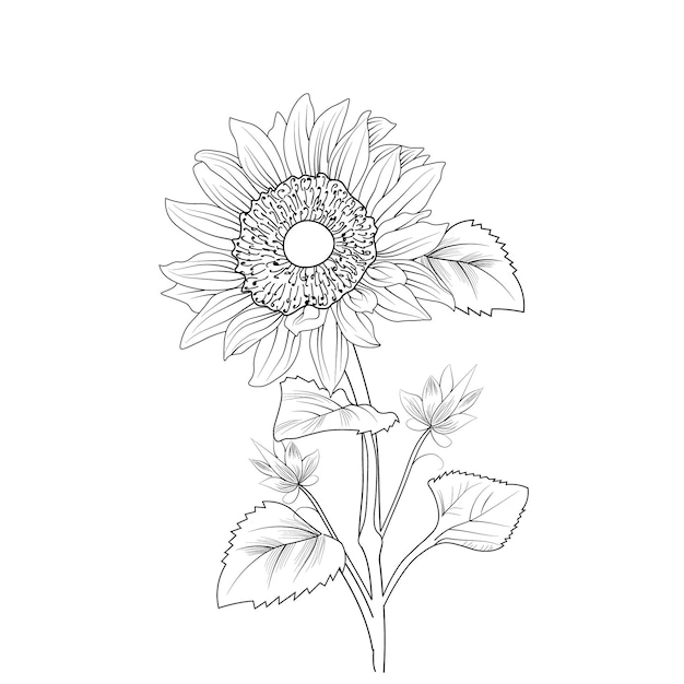 hand drawn sun flowers coloring page drawing black and white illustration isolated image clip art.