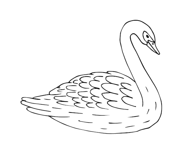 Hand drawn swan isolated on white background