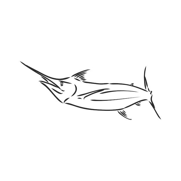 Hand drawn swordfish. Vector illustration in sketch style marlin vector sketch on a white background