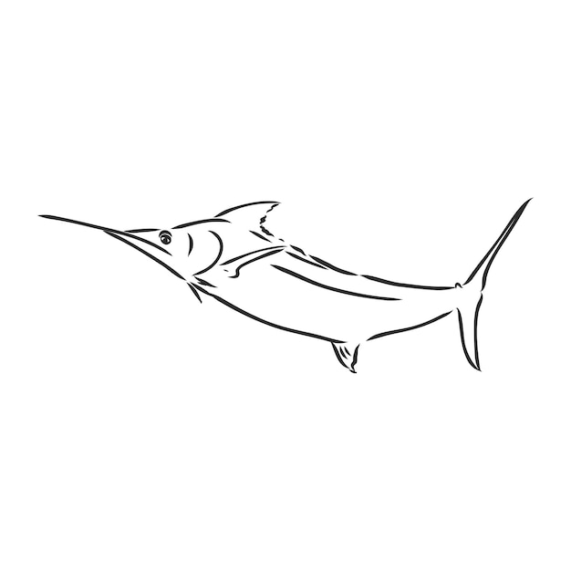 Hand drawn swordfish Vector illustration in sketch style marlin vector sketch