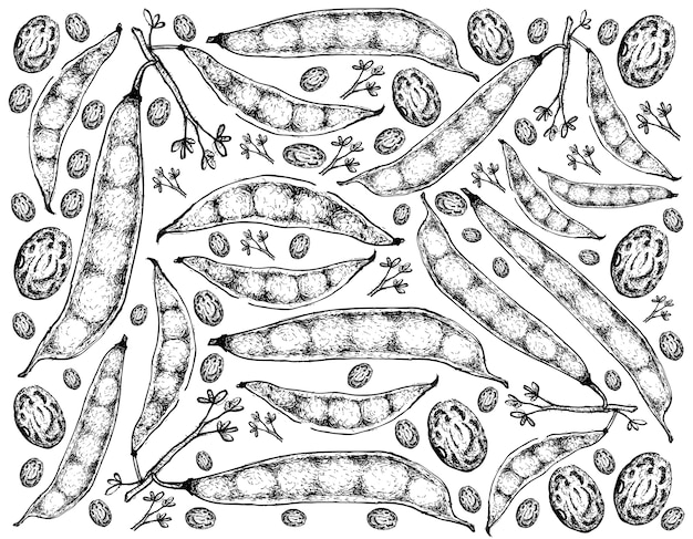 Hand Drawn of Tepary Bean Pods Background