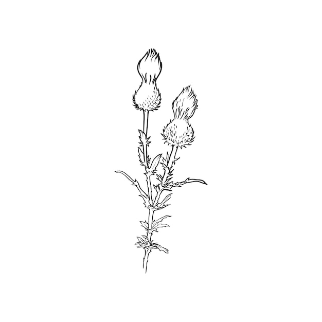 Hand drawn thistle burdock Vector illustration