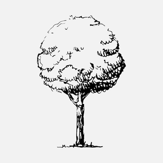 Vector hand drawn tree vector isolated illustration