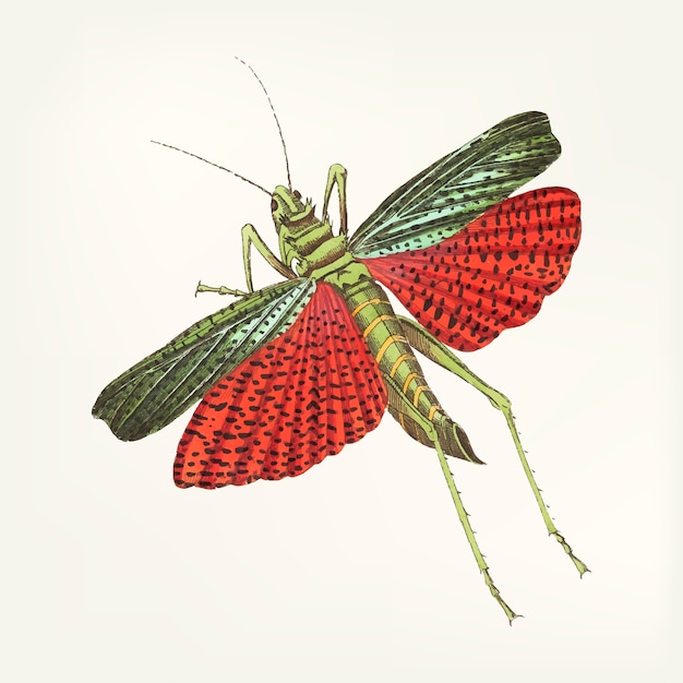 Hand drawn of  triple-spined locust