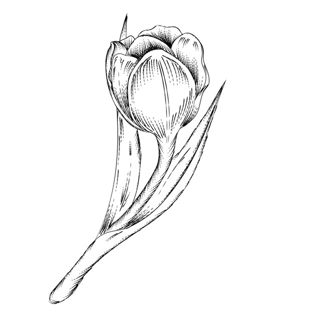 Hand drawn Tulip flower vector illustration isolated on a white background