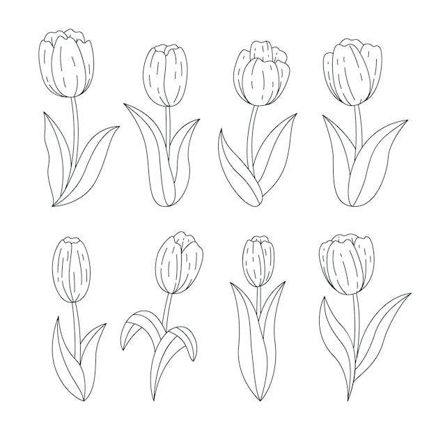 Hand drawn  tulip outline illustration