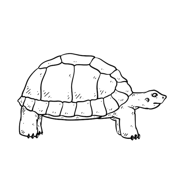 Hand drawn turtle in doodle style sketch