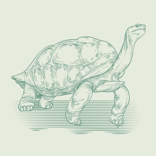 Hand drawn turtle outline illustration