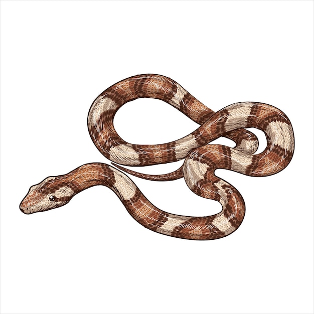 Hand drawn twisted snake isolated on white background vintage engraved illustration